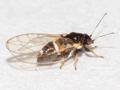Trioza galii